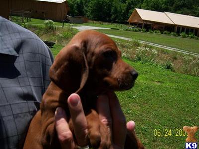 Redbone Coonhound  Puppies